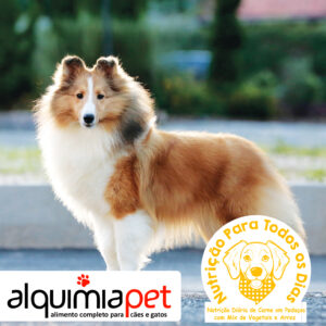 Nutrição TODOS OS DIAS para cães adultos – Seu pet mais saudável – Alquim…