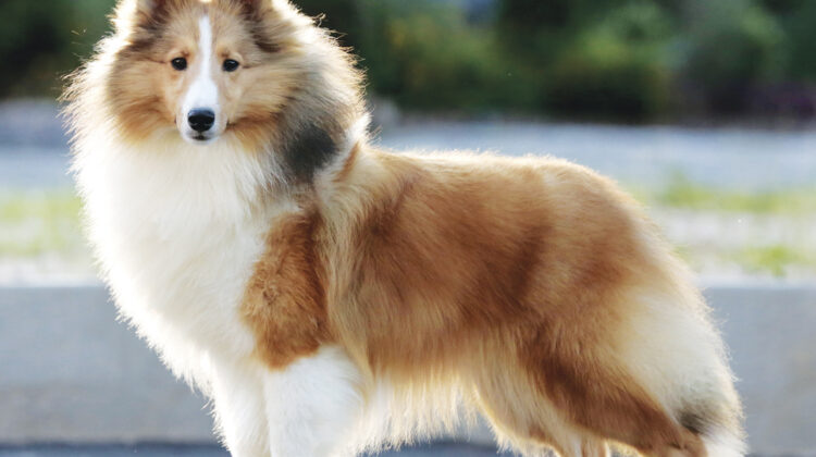A evolução da espécie canina propiciou ao animal o consumo de dieta mais onívora
